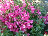 Snapdragon Pink_1 